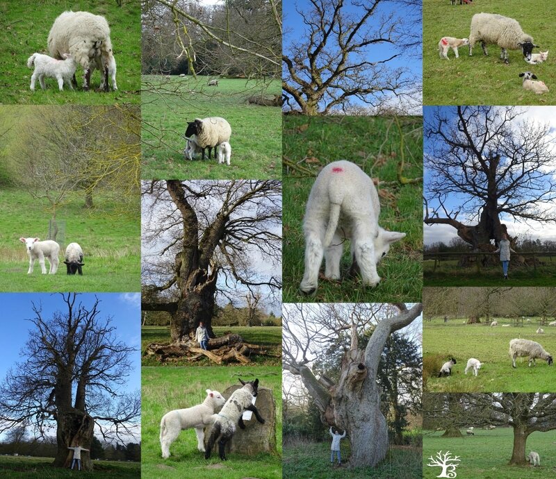 2017-03 lambs