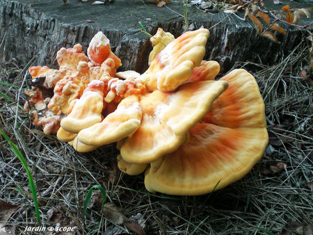 Polypore_soufr_