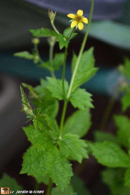 Benoîte commune • Geum urbanum
