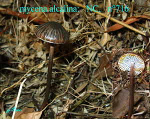 mycena_alcalina__n_716