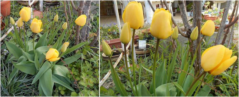 tulipes