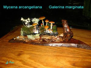 Galerina marginata n°891, Mycena arcangeliana n°890