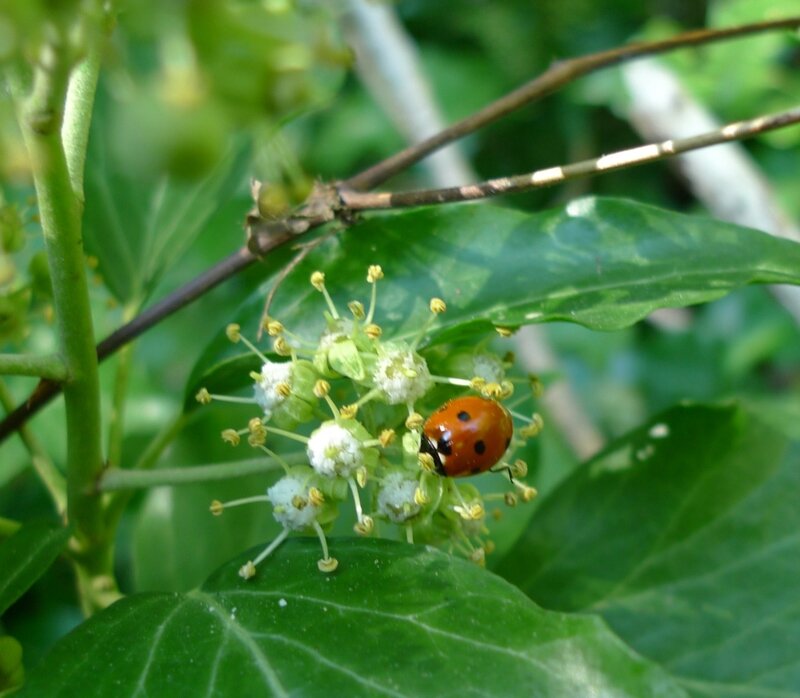 coccinelle_sur_lierre