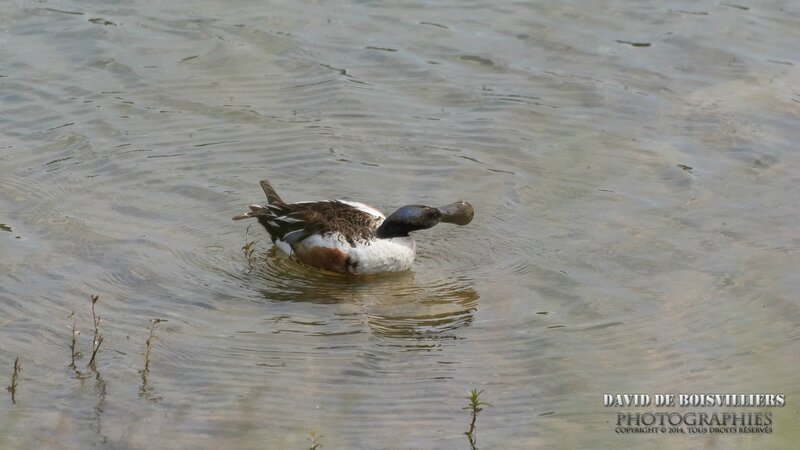 Canard souchet (Anas clypeata - Northern Shoveler)