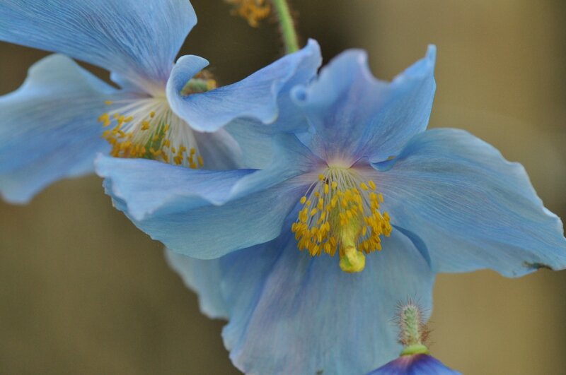 meconopsis betonicifolia (42)