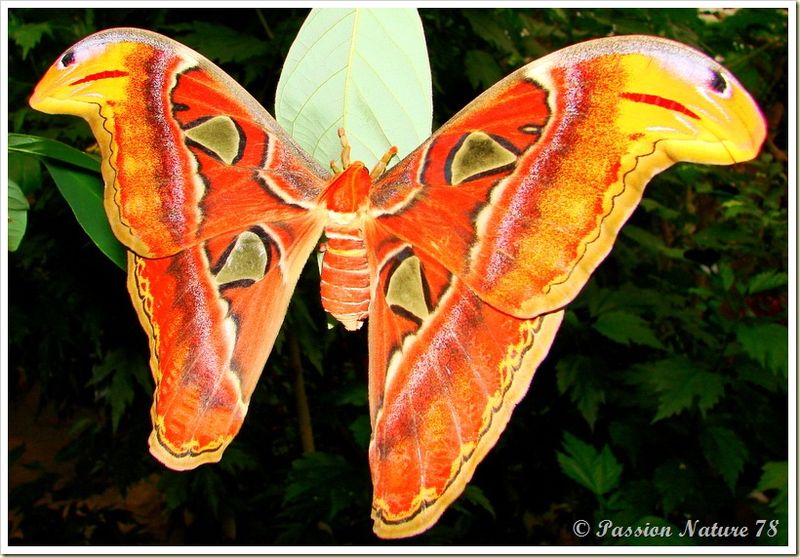 Papillon Attacus Atlas ou Bombyx Atlas (3)