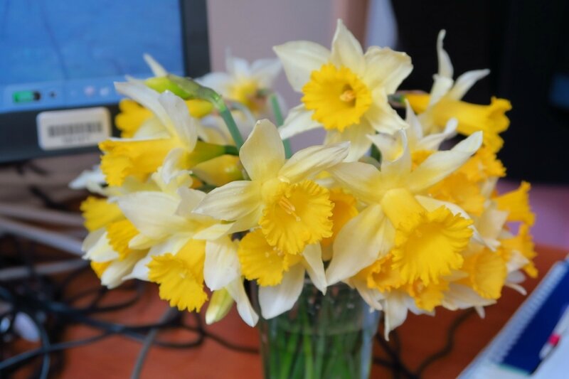 jonquilles (4) (1200x800)