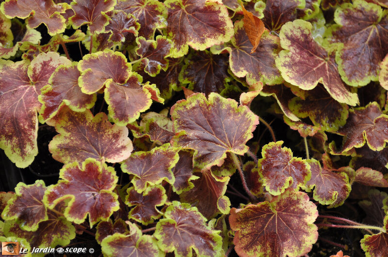 Heucherella Solar éclipse