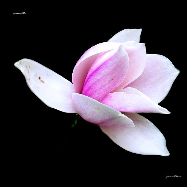 140401-magnolia-c