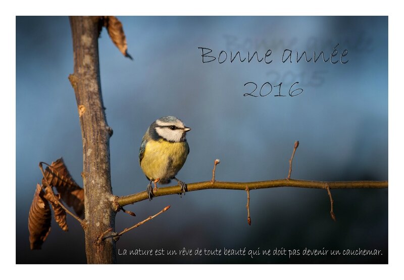 IMG_8635-bonne année 2016