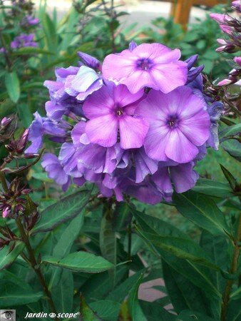 Phlox_mauve