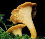 Chanterelle commune18