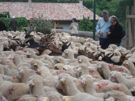 Moutons2