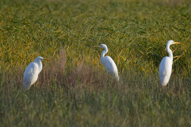 gd aigrette 3