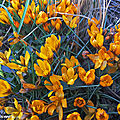 <b>Crocus</b> Monarch aux fleurs d'un orange-vif strié de noir.