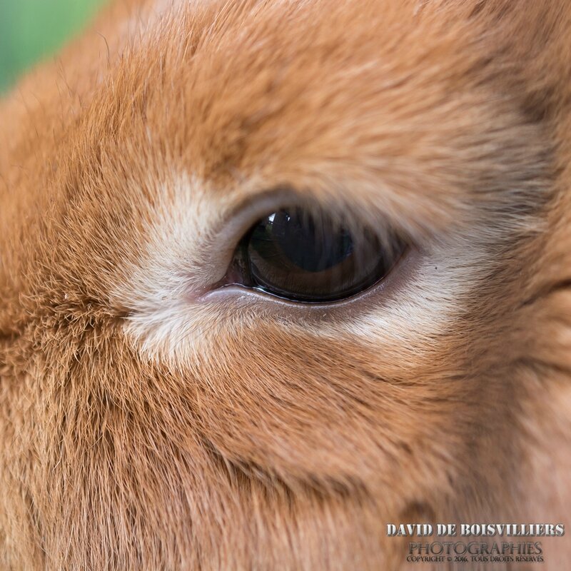Le Lapin de Pâques