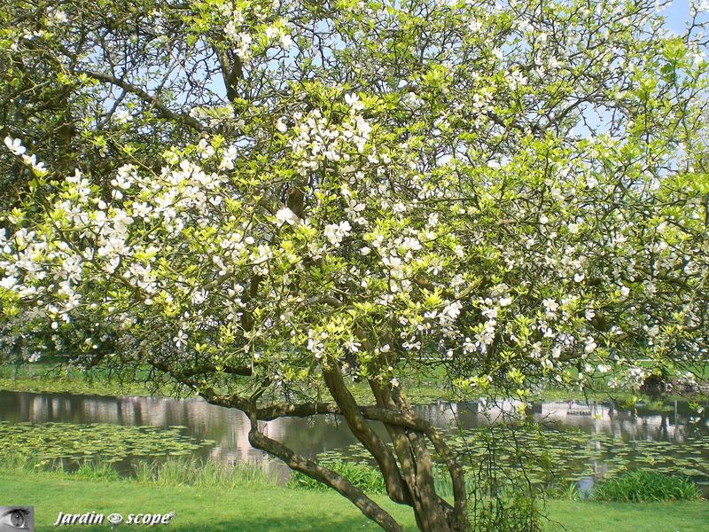 Poncirier trifolié • Poncirus trifoliata • F/ Rutaceae