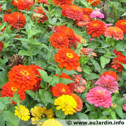 zinnia