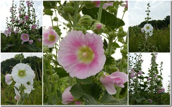 vignes 29 juin 2023