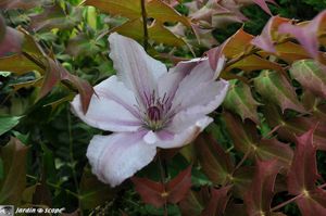 Mahonia-et-clematite