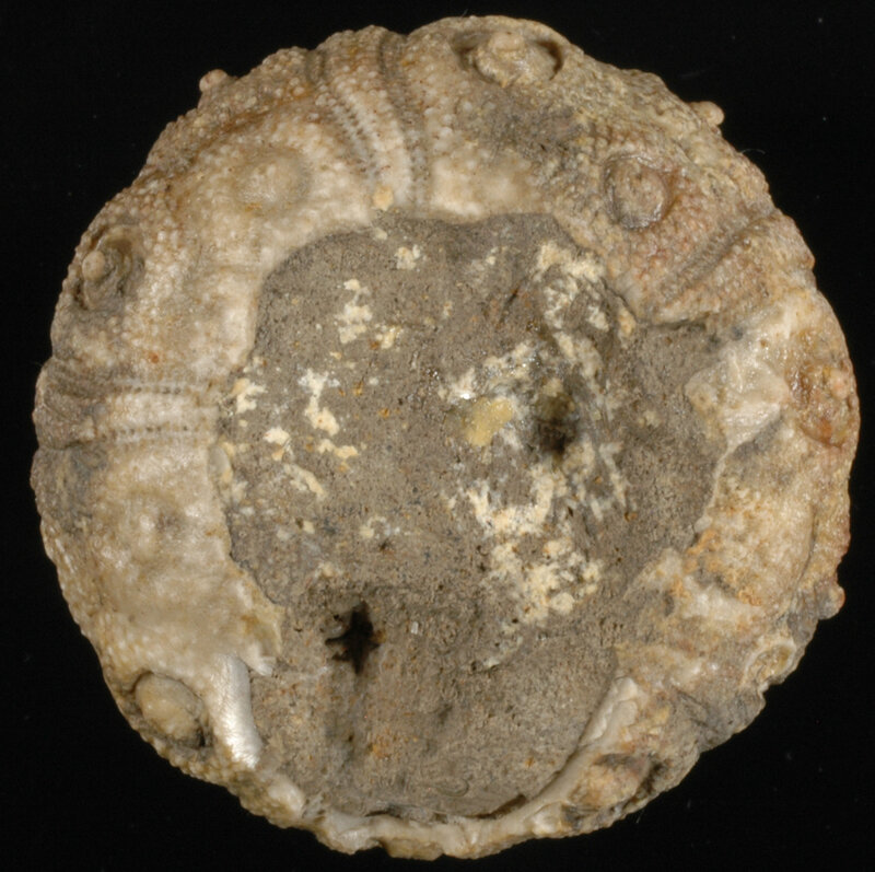 Abelleicidaris langrunensis 12431s