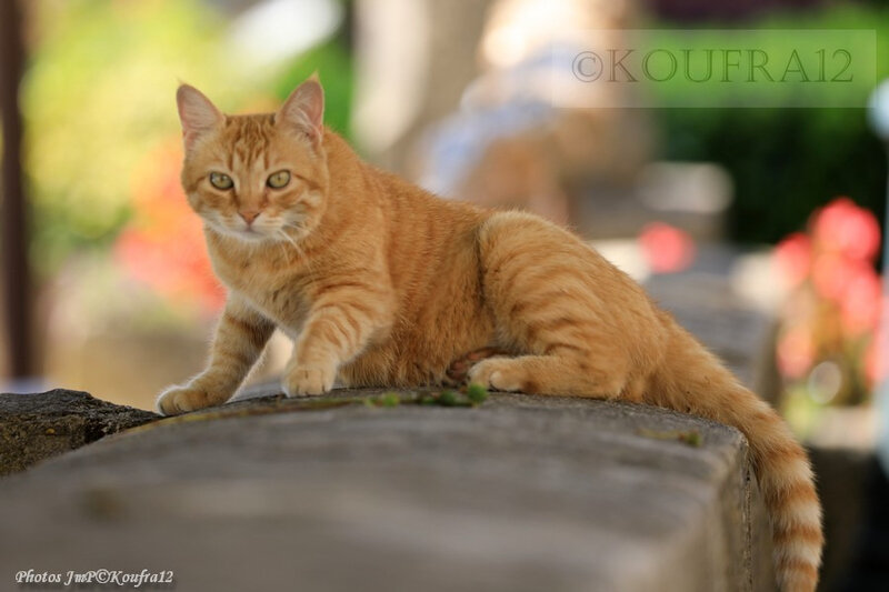 Photos JMP©Koufra 12 - Le Caylar - Chats - 07072019 - 0003