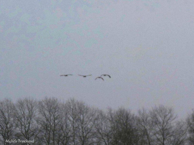 Grues, Fleurs et Poules 310118