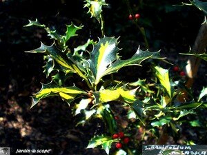 7400_Aquifolium_Meralaska