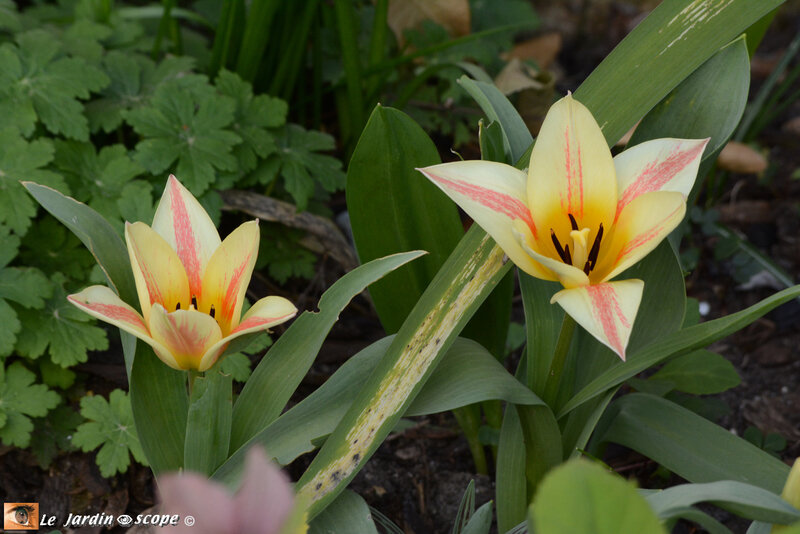 Tulipes Kaufmanniana