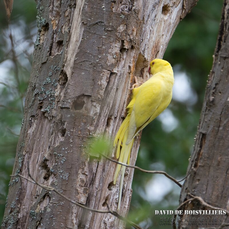 Perruche à collier (Psittacula krameri) Mutation Jaune