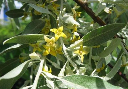 ELAEAGNUS_angustifolia2