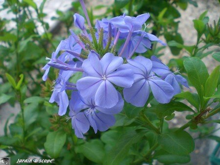 Plumbago