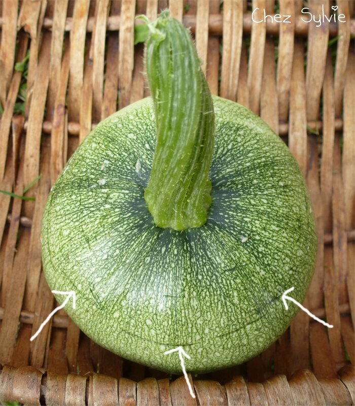 Courgette ronde2