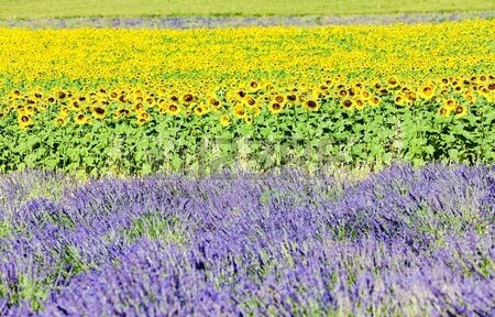 Champs de lavande et de tournesols