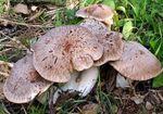 Pleurote_du_panicaut3