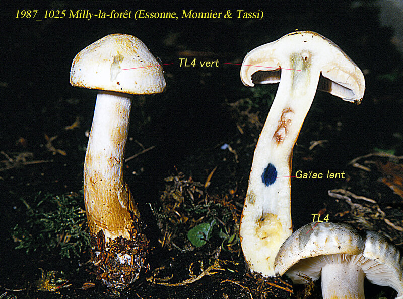 Tricholoma_pseudoalbum_1987_1025mont