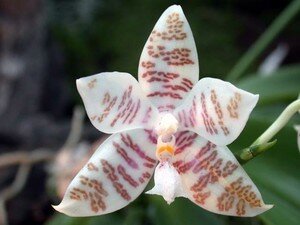 Phalaenopsis_hieroglyphica_toapel