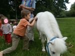 Poney