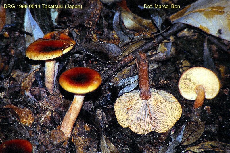 Lactarius subsericatus_1998_0514_03