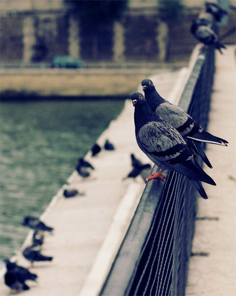 deux_pigeons_a_paris2