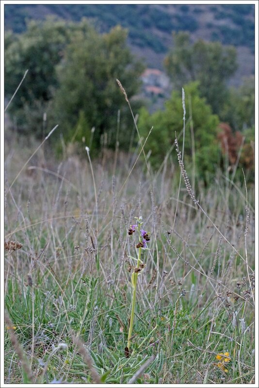 Maestrazgo finca macro 250514 14 ophrys bécasse paysage