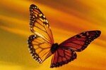 papillon_dor__qui_s_envole