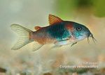 Corydoras_venezuelanus_01