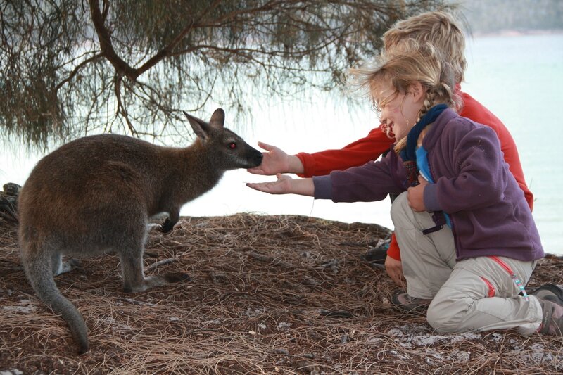 Freycinet_wallaby2