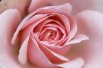 368723_8NK62E3JHY3JPT1DJOMFZJL573OTJA_rose-fleur-divine_H133618_L