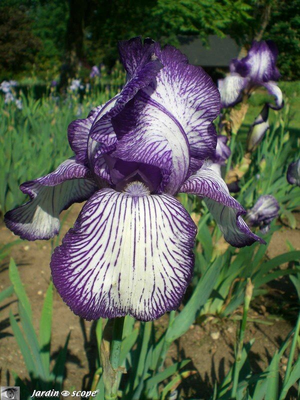 Collection iris Parc Floral Orléans