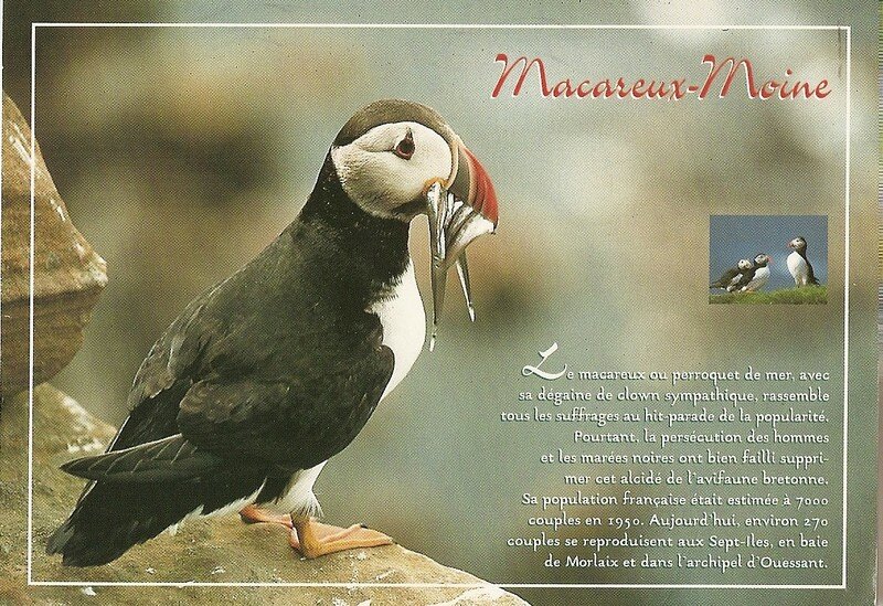 Oiseau breton