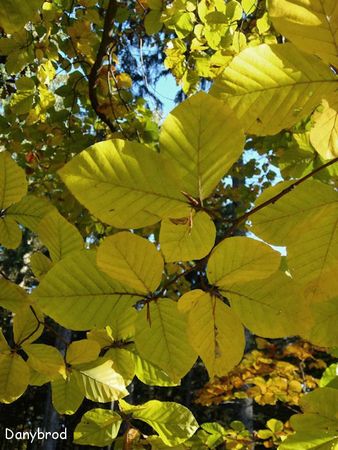 foret epinal4