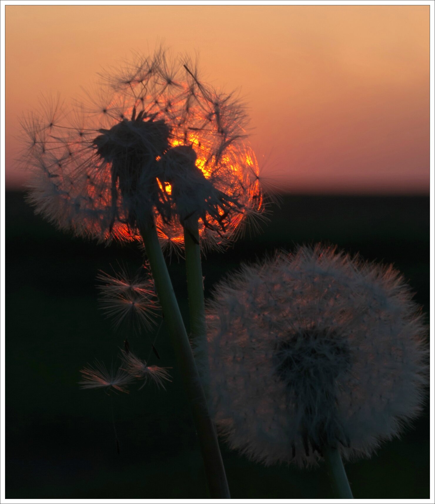 plaine pissenlits coucher soleil 200415