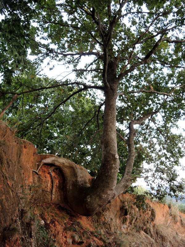 Mendionde, en route pour le mont Ursuya, arbre